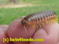 /home//u458753944/public_html/sourcegallery//Insects and small critters/millipedes and centipedes/P1060952.JPG